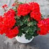 Geranium 10" Hanging Basket -Pesches Garden Center Geranium basket
