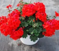 Geranium 10" Hanging Basket