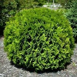 Arborvitae - Thuja Occidentalis 'Hetz Midget'