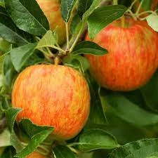 Apple Twist - 'Honeycrisp' & 'Courtland'