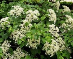 Pesches Garden Center -Pesches Garden Center Hydrangea Climbing