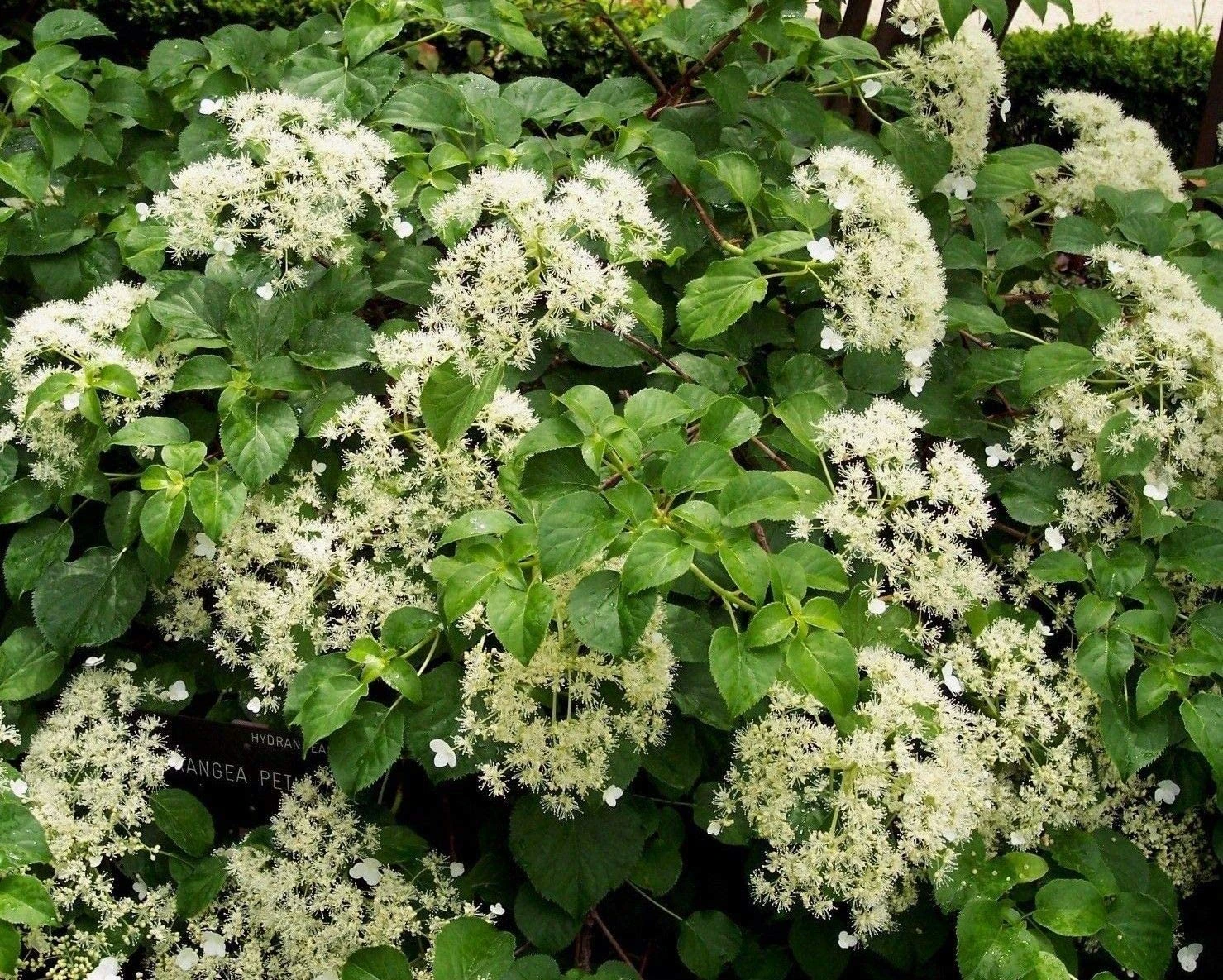 Hydrangea Climbing - Hydrangea Anomala Subsp. Petiolaris 4 Hydrangea Climbing - Hydrangea Anomala Subsp. Petiolaris - Image 2