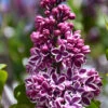 Lilac 'Sensation' 2 Lilac 'Sensation' -Pesches Garden Center J223 15