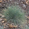 Festuca Glauca 'Boulder Blue' -Pesches Garden Center J426 21