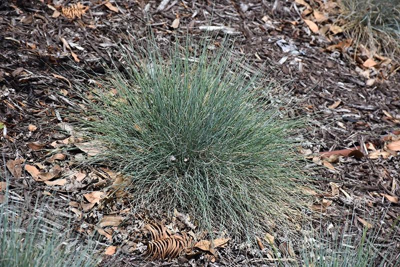 Festuca Glauca 'Boulder Blue' 3 Festuca Glauca 'Boulder Blue'