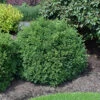 Buxus X Boxwood 'Green Velvet' -Pesches Garden Center J802 08 f1a72774 02fa 401e ad55 a0c49b7ce9eb