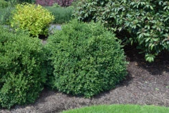 Buxus X Boxwood 'Green Velvet'