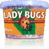 Ladybugs - 500 Per Continer 1 Ladybugs - 500 Per Continer -Pesches Garden Center Lady Bug 500 Count
