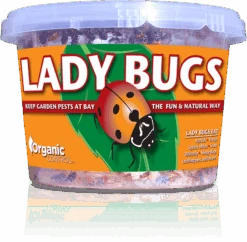 Ladybugs - 500 Per Continer