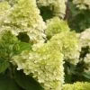Hydrangea 'Limelight' -Pesches Garden Center LimelightHydragea