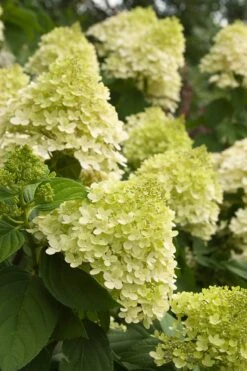 Hydrangea 'Limelight'