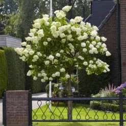 Hydrangea Paniculata 'Limelight' Tree