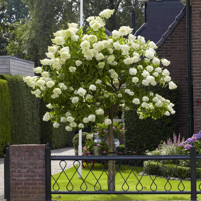 Hydrangea Paniculata 'Limelight' Tree 3 Hydrangea Paniculata 'Limelight' Tree