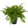 Macho Giant Sword Fern -Pesches Garden Center MACHOFERN