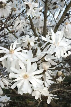 Magnolia 'Star'