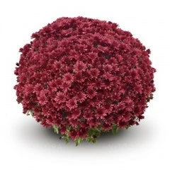 Pesches Garden Center -Pesches Garden Center Mum Arluna Red 43dcd0fb 0d93 421c a739 38c6ed76ec9a
