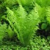 Ostrich Fern 'The King' -Pesches Garden Center OstrichFernTheKing