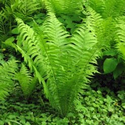Ostrich Fern 'The King'