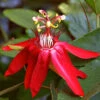 Coral Seas Passion Flower -Pesches Garden Center PASSION VINE