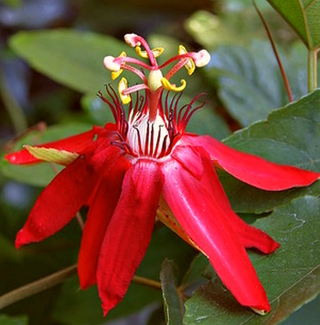 Coral Seas Passion Flower 3 Coral Seas Passion Flower