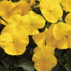 Pesches Garden Center -Pesches Garden Center PPACK Yellow Pansy 05c28fbc c564 4c44 b029 5affaadc1fea