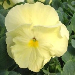Pansy Bowl -Pesches Garden Center PURE PRIMROSE