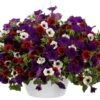 Petunia 10" Hanging Basket - Mixed Colors 2 Petunia 10" Hanging Basket - Mixed Colors -Pesches Garden Center PW Petunia Hang10