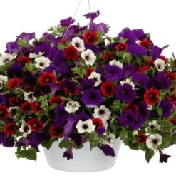 Petunia 10" Hanging Basket - Mixed Colors