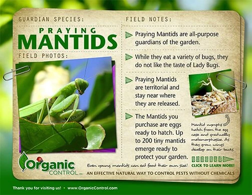Praying Mantids - 1 Egg Per Cup 3 Praying Mantids - 1 Egg Per Cup