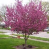 Flowering Crabapple - Malus 'Purple Prince'