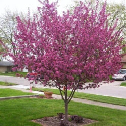 Flowering Crabapple - Malus 'Purple Prince'