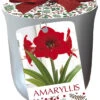 Amaryllis 'Red Lion' In Silver Ceramic Pot 2 Amaryllis 'Red Lion' In Silver Ceramic Pot -Pesches Garden Center RLS 6