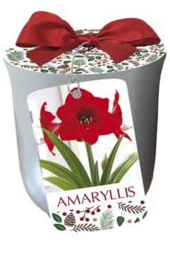 Amaryllis 'Red Lion' In Silver Ceramic Pot