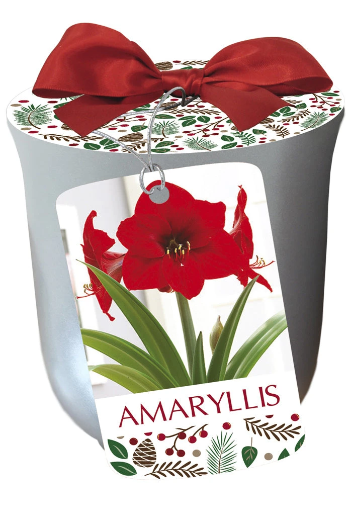 Amaryllis 'Red Lion' In Silver Ceramic Pot 3 Amaryllis 'Red Lion' In Silver Ceramic Pot