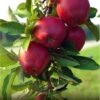 Apple - Malus Domestica ‘Jonathan’ 2 Apple - Malus Domestica ‘Jonathan’ -Pesches Garden Center Red Jonathan Apple