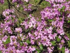 Rhododendron 'Poukhanense'