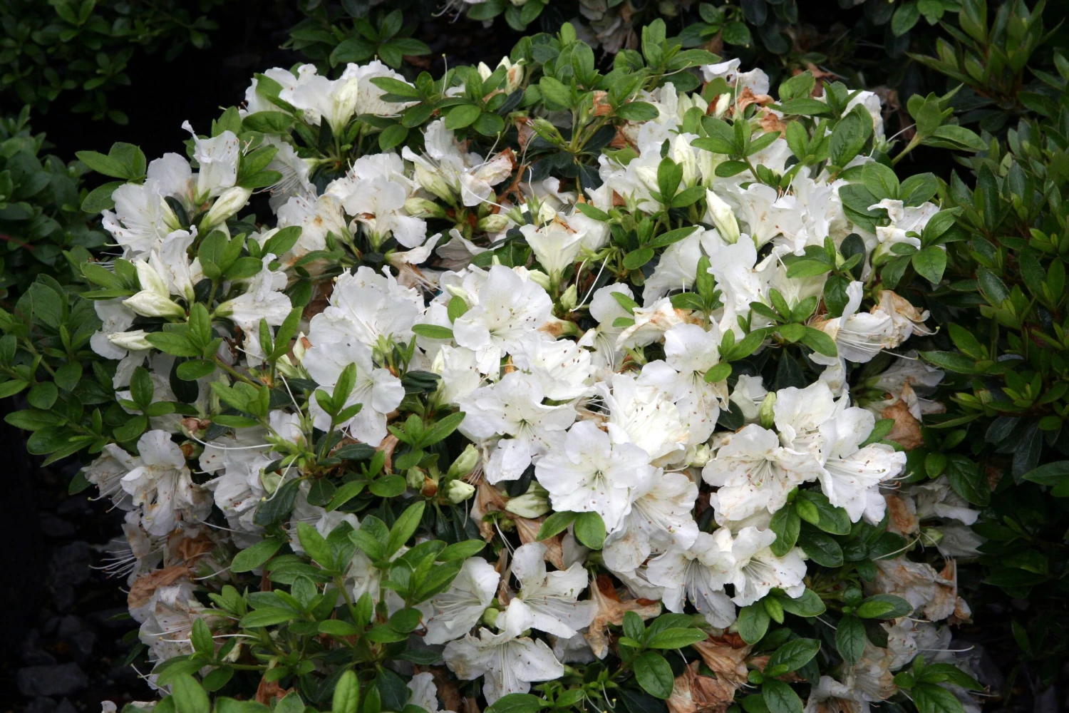 Azalea - Rhododendron X 'Girard's Pleasant White' 4 Azalea - Rhododendron X 'Girard's Pleasant White' - Image 2