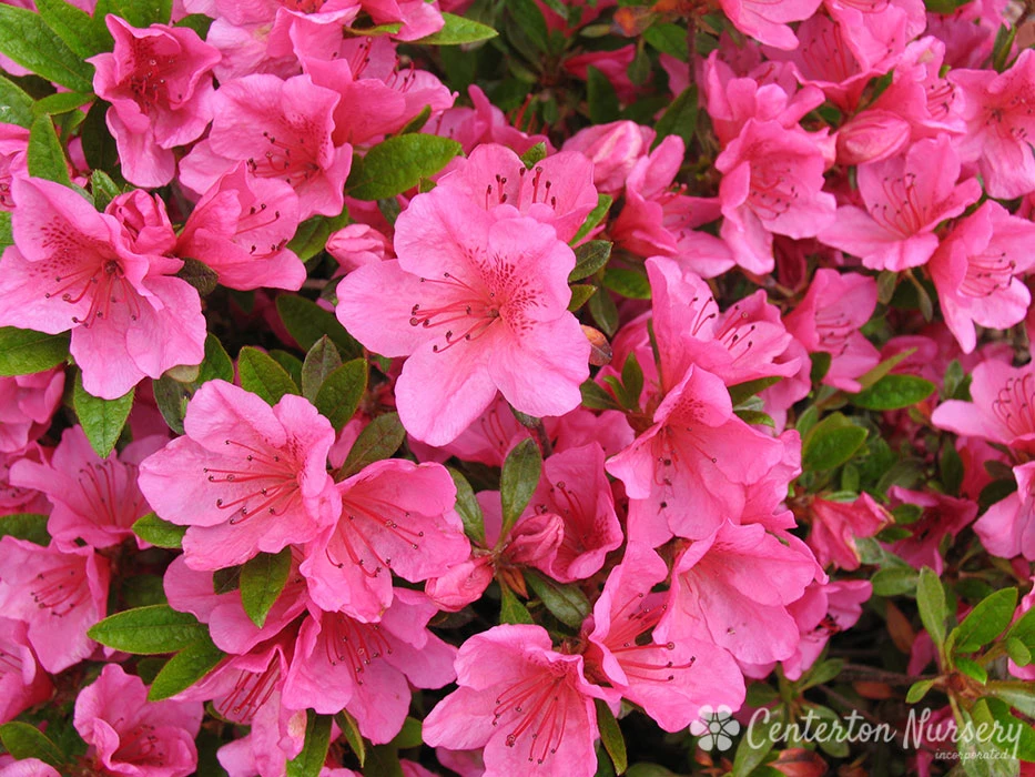 Azalea - Rhododendron X 'Girard's Renee Michelle' 3 Azalea - Rhododendron X 'Girard's Renee Michelle'