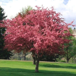 Flowering Crabapple - Malus 'Robinson'
