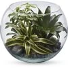 Sphere Of Tranquility Terrarium By Teleflora -Pesches Garden Center SphereOfTranquilityTerrarium