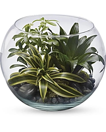 Sphere Of Tranquility Terrarium By Teleflora 3 Sphere Of Tranquility Terrarium By Teleflora