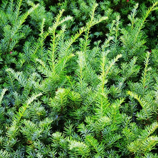 Yew - Taxus X Med 'Tauntonii' 4 Yew - Taxus X Med 'Tauntonii' - Image 2