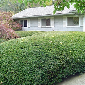 Yew - Taxus X Med 'Wardii' 4 Yew - Taxus X Med 'Wardii' - Image 2