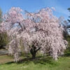 Weeping Cherry - Prunus Pendula 'Pendula Rosea' -Pesches Garden Center WeepingHiganCherry