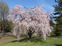 Weeping Cherry - Prunus Pendula 'Pendula Rosea'