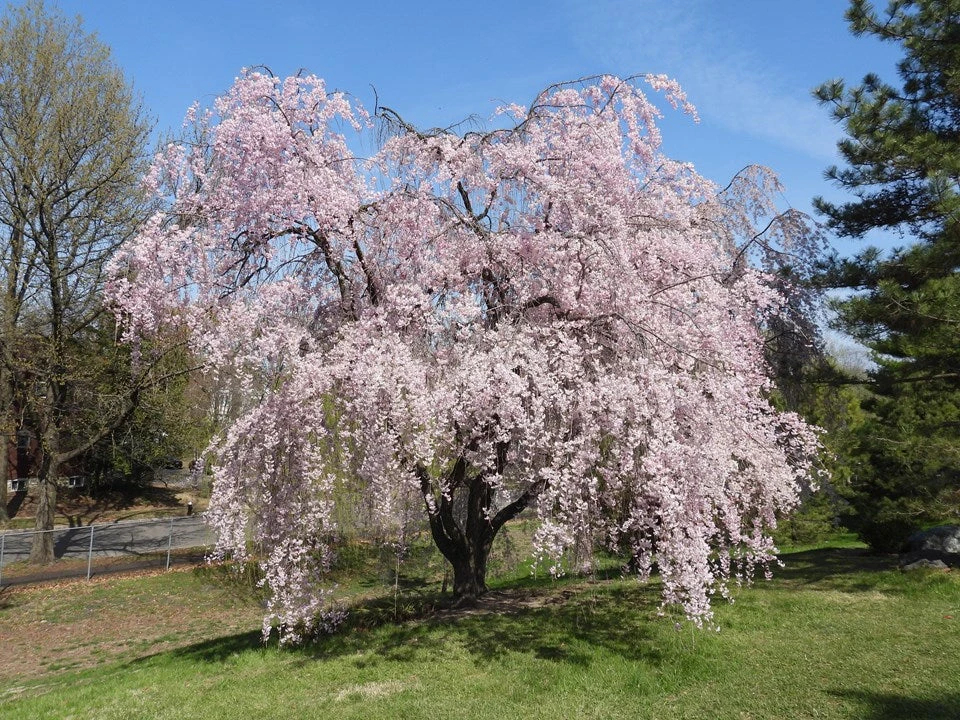 Weeping Cherry - Prunus Pendula 'Pendula Rosea' 3 Weeping Cherry - Prunus Pendula 'Pendula Rosea'