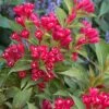 Weigela 'Crimson Kisses' -Pesches Garden Center Weigela Crimson Kisses