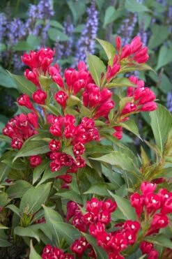 Weigela 'Crimson Kisses'