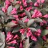 Weigela Florida 'Spilled Wine' -Pesches Garden Center Weigela Spilled Wine
