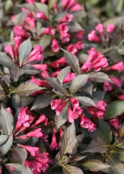 Weigela Florida 'Spilled Wine'